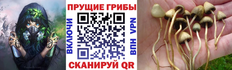 как найти   Туймазы  KRAKEN сайт  Псилоцибиновые грибы MAGIC MUSHROOMS 